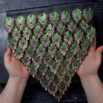 Elven Lord Scale Skirting Pattern